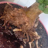 بنسای میخک هندی|گل و گیاه طبیعی|کرمان, |دیوار