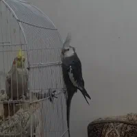 عروس هلندی و طوطی برزیلی|پرنده|چهارباغ, |دیوار