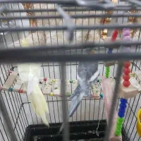 یک جفت عروس هلندی مولد معاوضه با قناری نر یاسهره