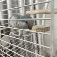 طوطی راهب معاوضه|پرنده|پاکدشت, پاکدشت (مامازند)|دیوار