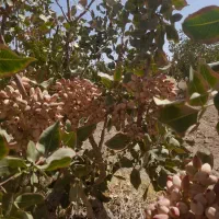 ۱۲۰۰ متر/ باغ پسته/ معاوضه/ساوه روستای پیک|فروش دفتر صنعتی، کشاورزی، تجاری|گلستان (تهران), |دیوار