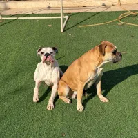 فروش سگ اصیرباکسر|سگ|پاکدشت, پاکدشت (مامازند)|دیوار