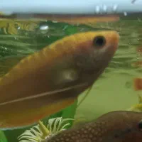 ماهی کوی ماهی آنجل ماهی گورامی طلایی