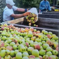 میوه بسته بندی و فله