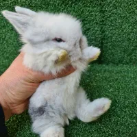 خرگوش لوپ اصیل هلندی از بهترین نژاد|موش و خرگوش|ساری, |دیوار