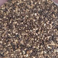 تامین کننده کنجد