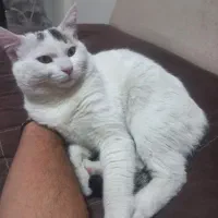 واگذاری گربه