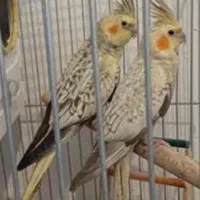 دوتا جوجه عروس هلندی