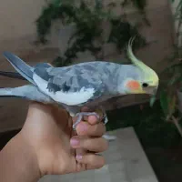 عروس هلندی سخنگو|پرنده|یزد, |دیوار