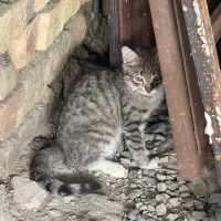 واگذاری توله گربه