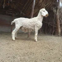 فروش یک بره نر دورگ مری لنگه سه تایی چاق چلبک