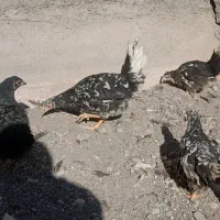 پنج عدد نیمچه مرغ گلین