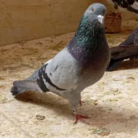 کبوتر نره سبز فروشی