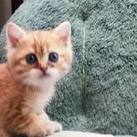 اسکاتیش و بریتیش|گربه|تهران, زیبادشت|دیوار