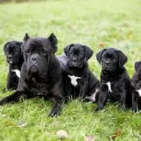 کنگورسو نر مشکی و ماده بلو 60 روزه (سه قلاده توله)