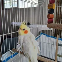 عروس هلندی زیبا