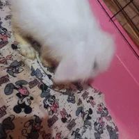 خرگوش