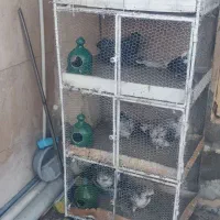 فروش‌قفس‌جفت‌کن.با‌کبوتر‌