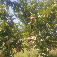 فروش باغ کنار جاده ترانزیت زنجان تبریز  اسفجین