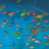 ماهی و غذای ماهی