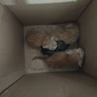 واگذاری ۴ گربه