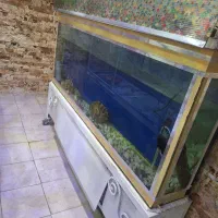 اکواریوم|ماهی|شهرکرد, |دیوار