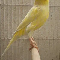 ماده قناری لیمویی جوان|پرنده|شیراز, پودنک|دیوار