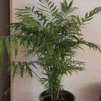 شامادورا