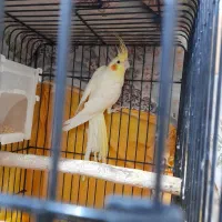 عروس هلندی نر|پرنده|الوند, |دیوار