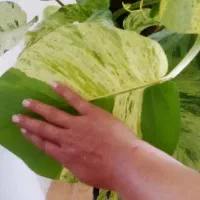 پتوس برگ پهن|گل و گیاه طبیعی|مشهد, منزل آباد|دیوار