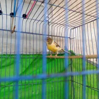 قناری نر|پرنده|اهواز, فتح|دیوار