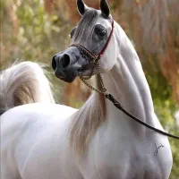 خرید فروش اسب کلاسی باری قیمت مناسب
