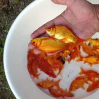 ماهی قرمز|ماهی|قنوات, |دیوار