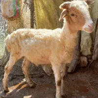 گوسفند بره بز بزغاله