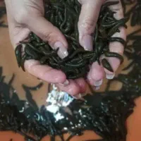 خرید و فروش زالو