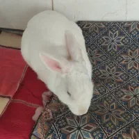 خرگوش سفید چشم قرمز سالم وباهوش