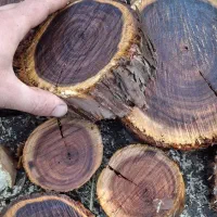 چوب کهور و ریشه کهور|صنایع دستی و سایر لوازم تزئینی|اهواز, کوروش|دیوار