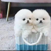 سگهای پامر خرسی // Pamranin Original