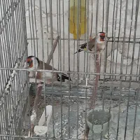 سهره، سره
