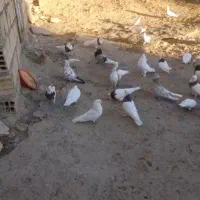 کبوتر نقش و پرشی