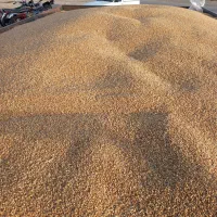 کاه بیده.کاه یونجه درجه یک|خدمات باغبانی و درختکاری|اسحاق آباد, |دیوار