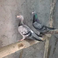 جفت کفتر فروشی