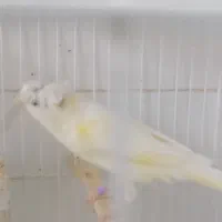 قناری|پرنده|بیرجند, |دیوار