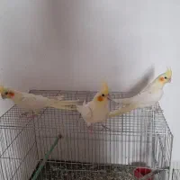عروس هلندی