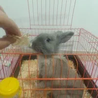 خرگوش
