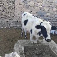 گاو دوغلوزا|حیوانات مزرعه|قهستان, |دیوار