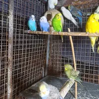 مرغ عشق باجوجه .وطوطی کوتوله|پرنده|میناب, |دیوار