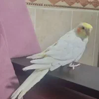 سرگرمی و فراقت|پرنده|آشخانه, |دیوار