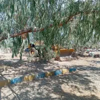 راننده