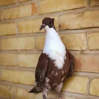 خرید و فروش کبوتر رنگی